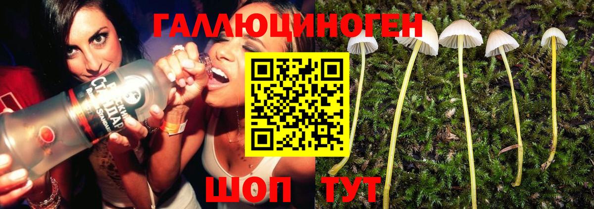Галлюциногенные грибы Psilocybine cubensis  Вход с VPN  даркнет сайт  Новозыбков  Псилоцибиновые грибы прущие грибы 
